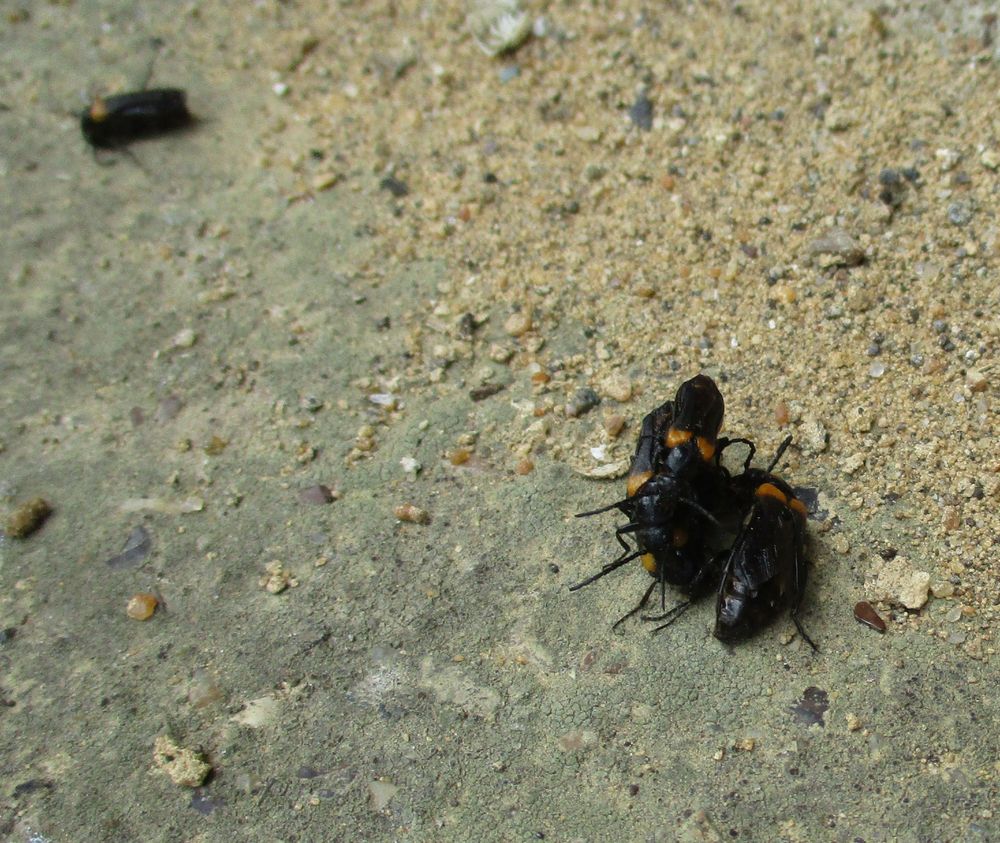 Foreground shows at least 3 black beetles with orange shoulders in a big pile. They all have weird reduced elytra that don't fully cover the wings or abdomen. Background shows another beetle. All are on concrete with sandy surface.