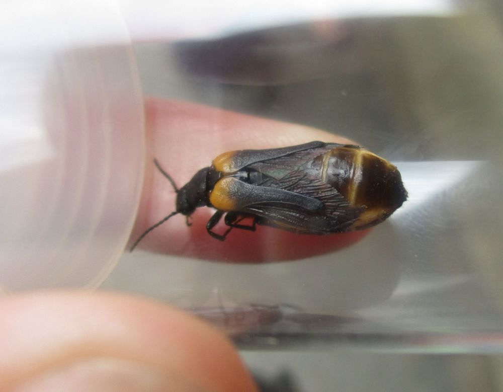 A very distended S. muralis in a glass tube. Abdomen is dark brown, rest of beetle is black apart from distinctive yellow-orange shoulders. Beetle is right way up but legs scrunched under it as dead.