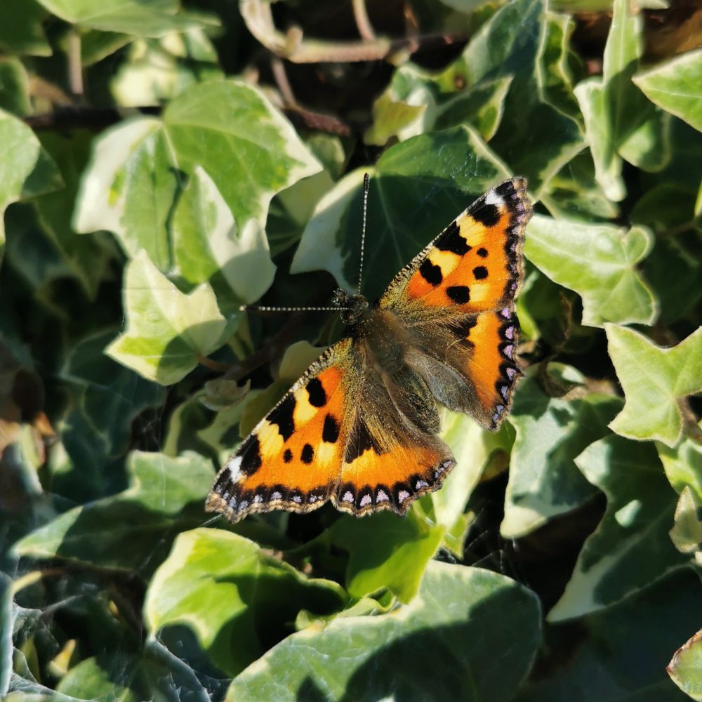 Photo of small tortoiseshell butterfly resting on some leaves
