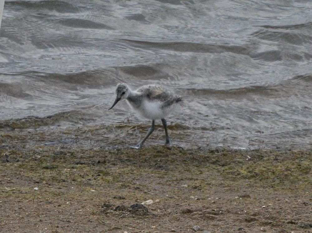 Over 2 weeks old Avocet chick on East Holm