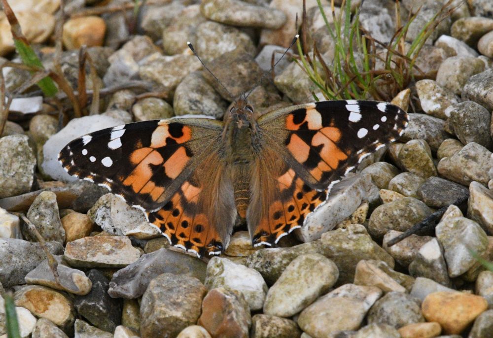 Fresh Painted lady in the New workings