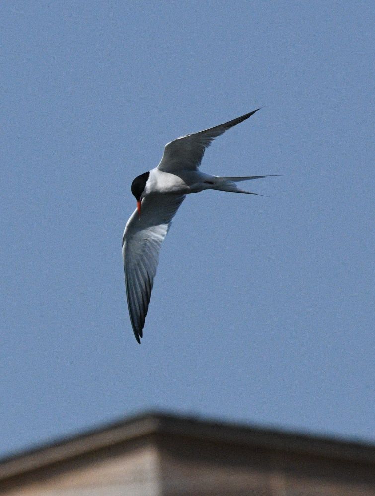 Common tern over East Holm