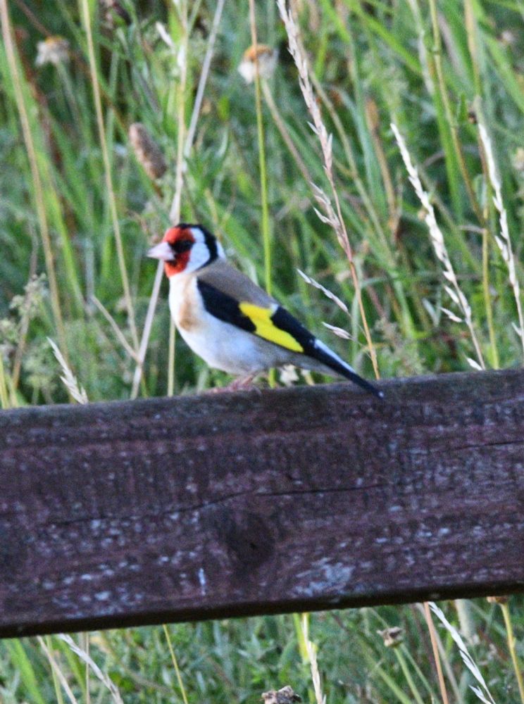 Goldfinch by Crossland's hide