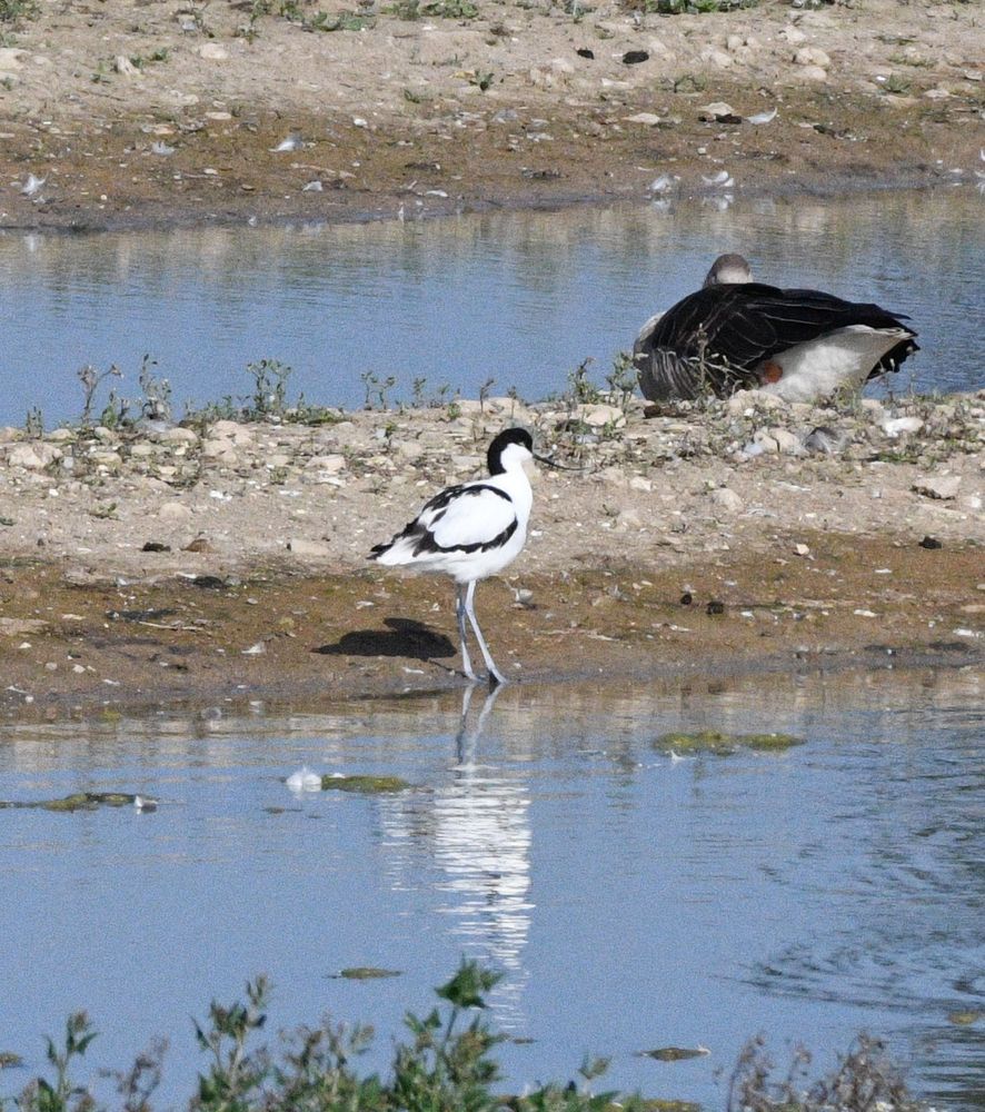 Unusual visiting Avocet & Greylag goose in support on East Holm