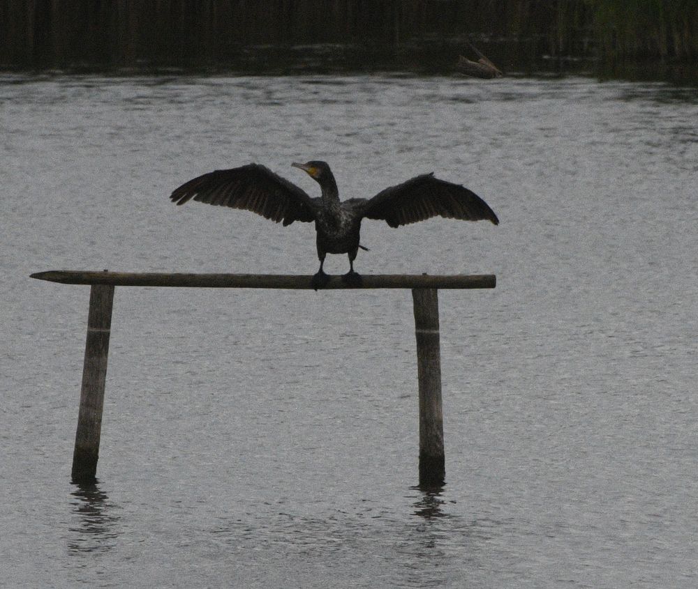 Cormorant drying it's wings on the Reed-bed