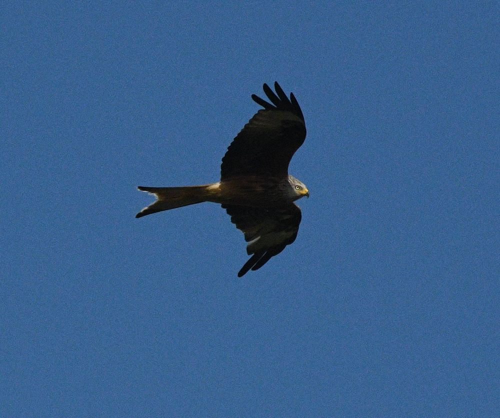 Red kite over the New workings