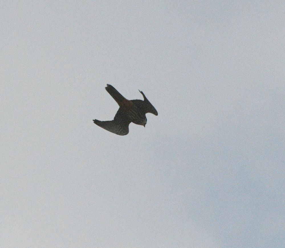 Hobby swooping over West Holm