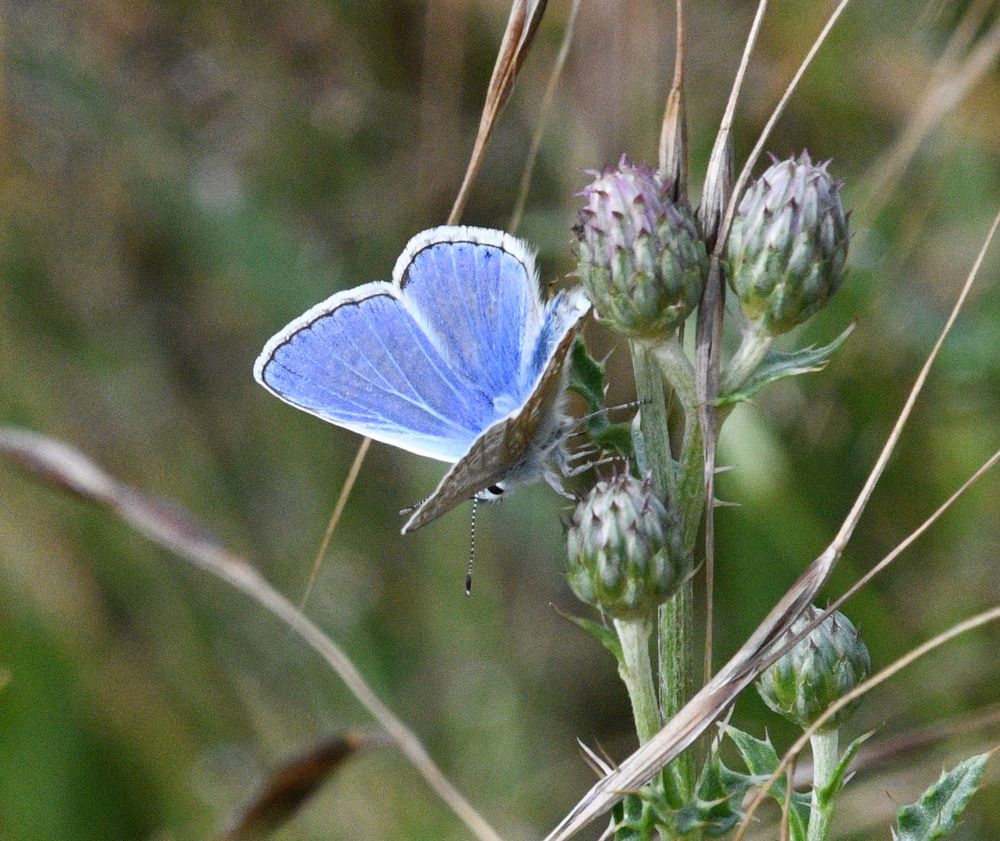 Male Common blue by the Silt pond