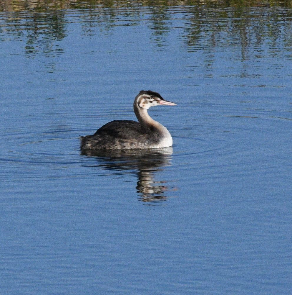 juvenile Great crested grebe on East holm, not from the 2 pairs that currently have chicks