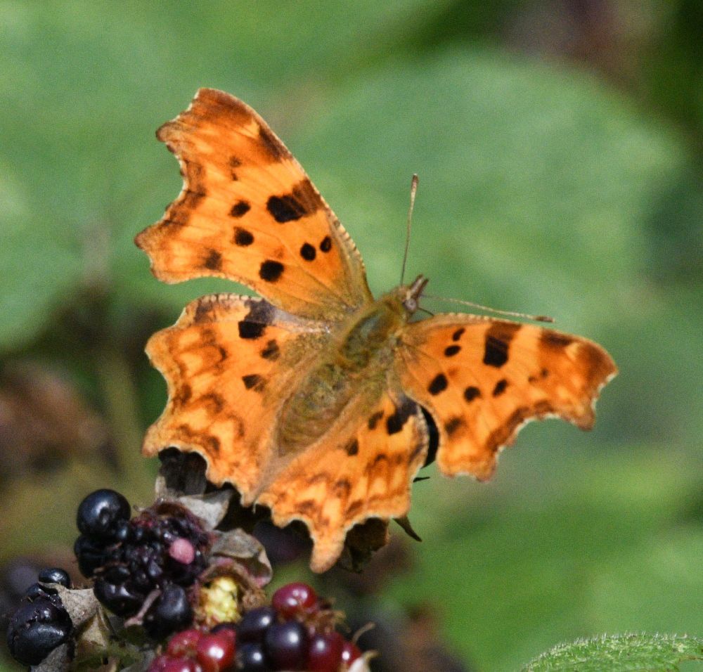 Comma along Dryham lane