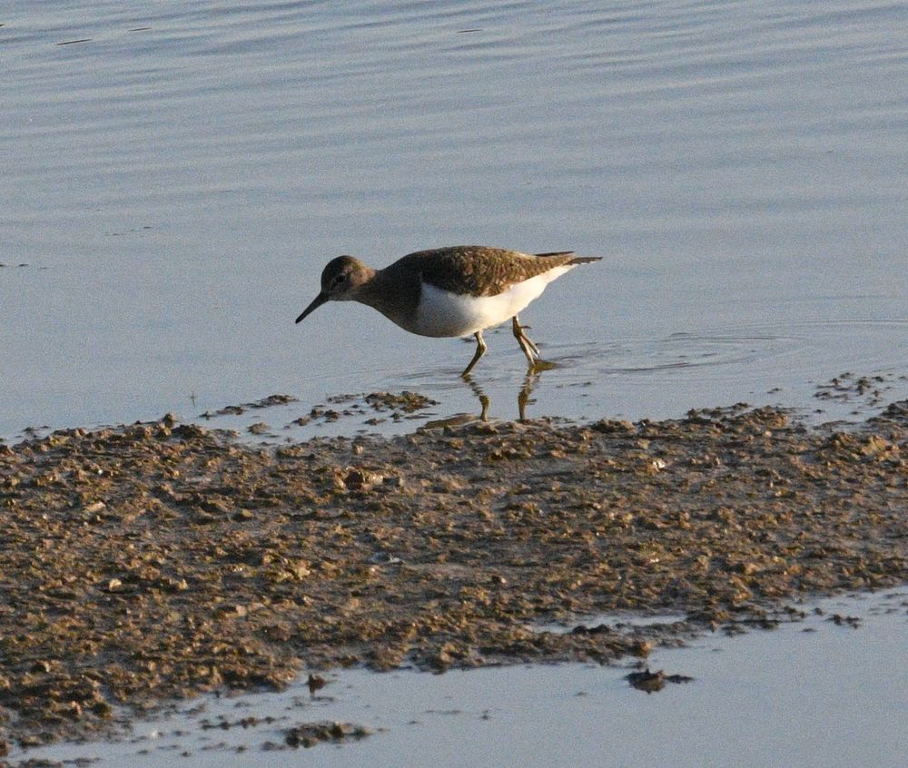 Common sandpiper on the Silt pond