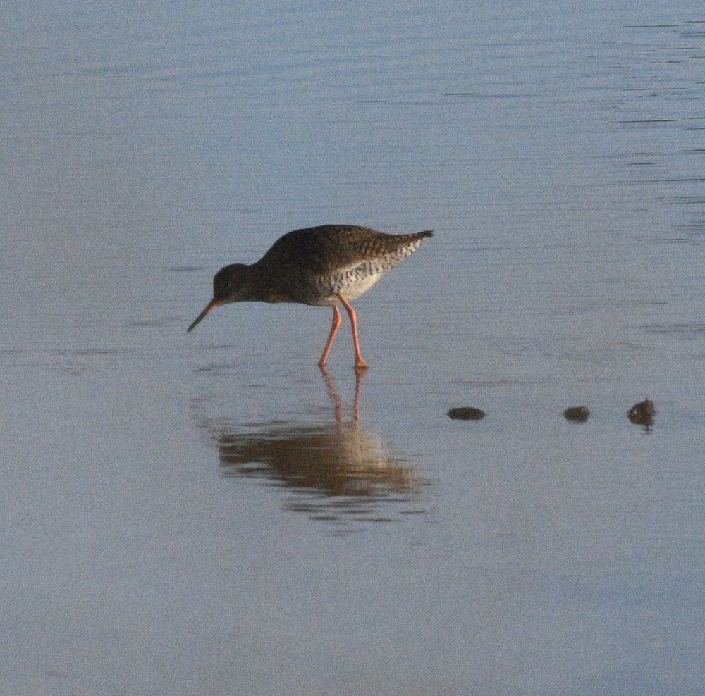 Redshank on the Silt pond