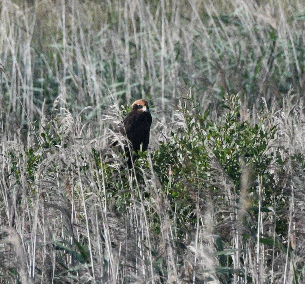 Immature Marsh harrier in  Cell 'C'