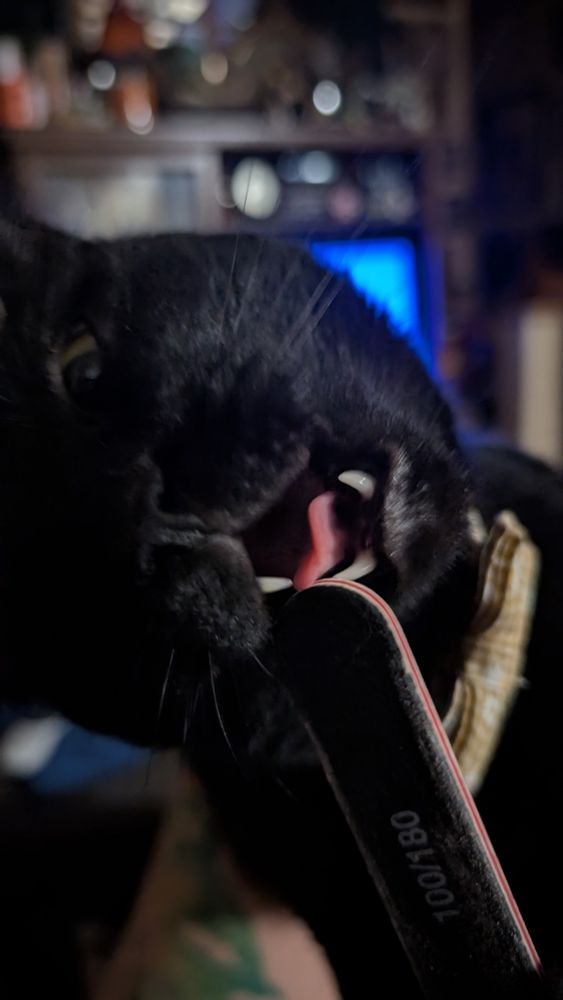 Black cat, mouth open, teeth and tongue visible, trying to bite an emery board nail file. TV and entertainment center partially visible in background. 