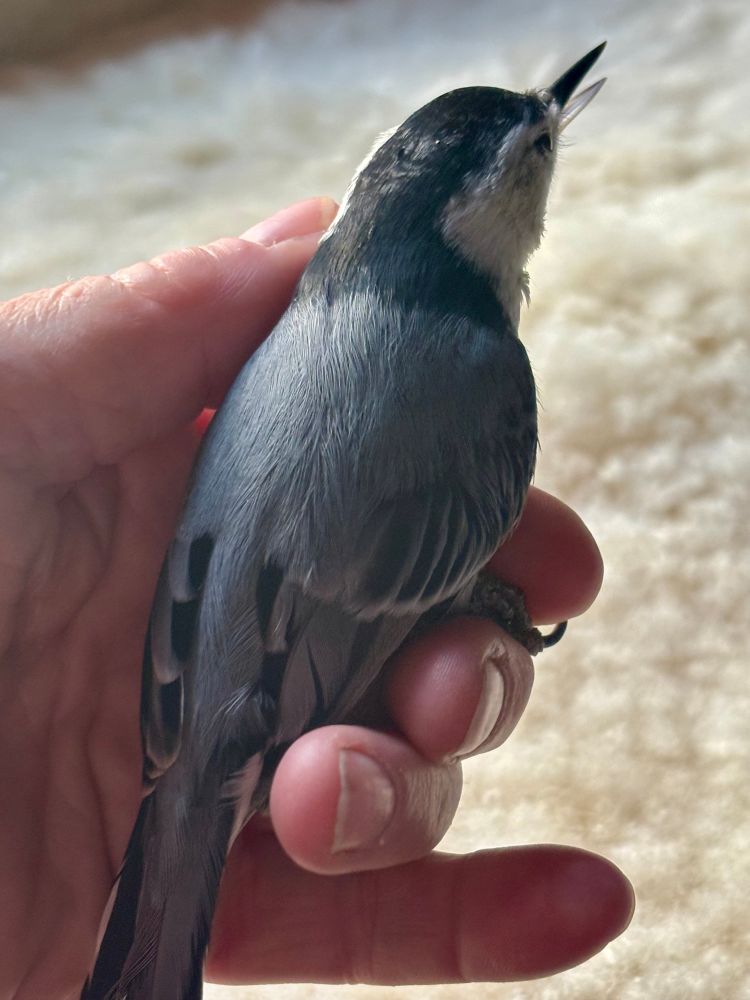 Nuthatch in hand. 