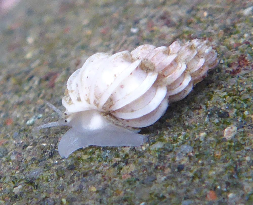 Painted Wentletrap snail (Epitonium tinctum) with a highly scalloped, long  white shell, and a cute little face.