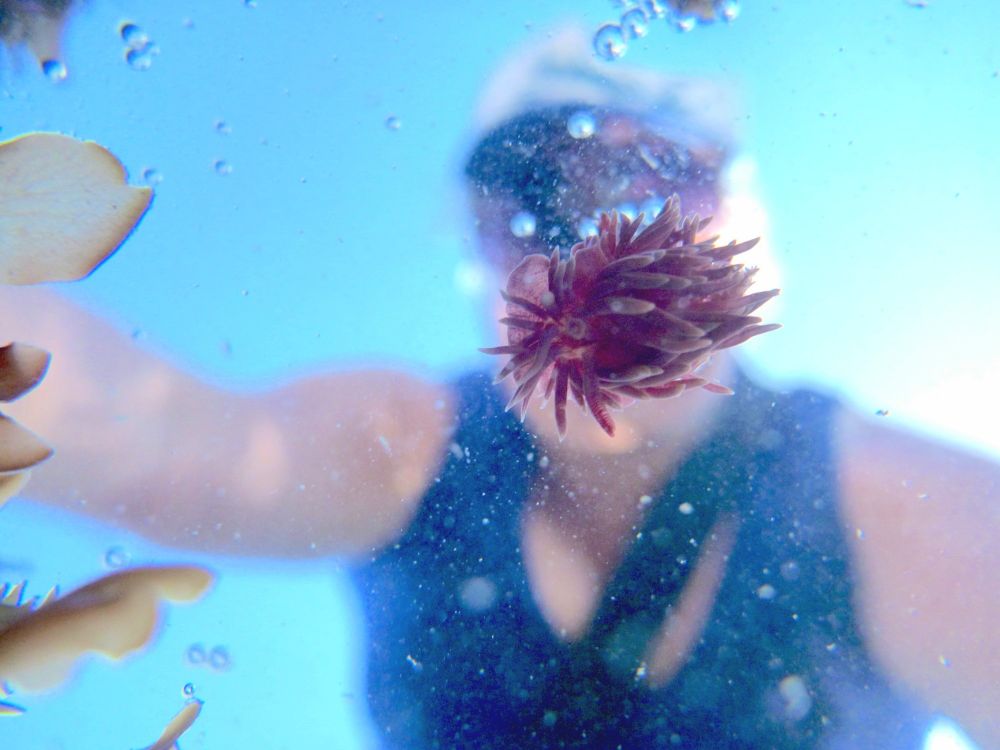 Photo taken under the water in a tidepool, facing up towards the sky. On the surface of the water is a pink Hopkins' Rose nudibranch, floating upside down, perfectly covering the photographer's face. 