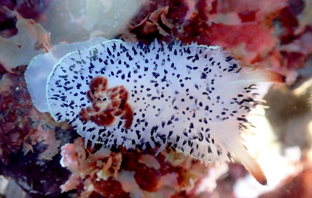 A Black-tipped Spiny Dorid, a white nudibranch with many short white cerata tipped with black, looking like a cute little fluffy sea bunny with long white rhinophores tipped with red and black and a tuft of red gills.