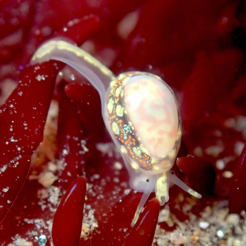 A tiny Pear Marginella (Granulina margaritula) snail, with its colorful black and orange and blue and yellow mantle partway up its yellowish-pink shell, a long translucent foot with a yellow stripe sticking out the back, and a cute little translucent-ish white-ish face with some yellow.