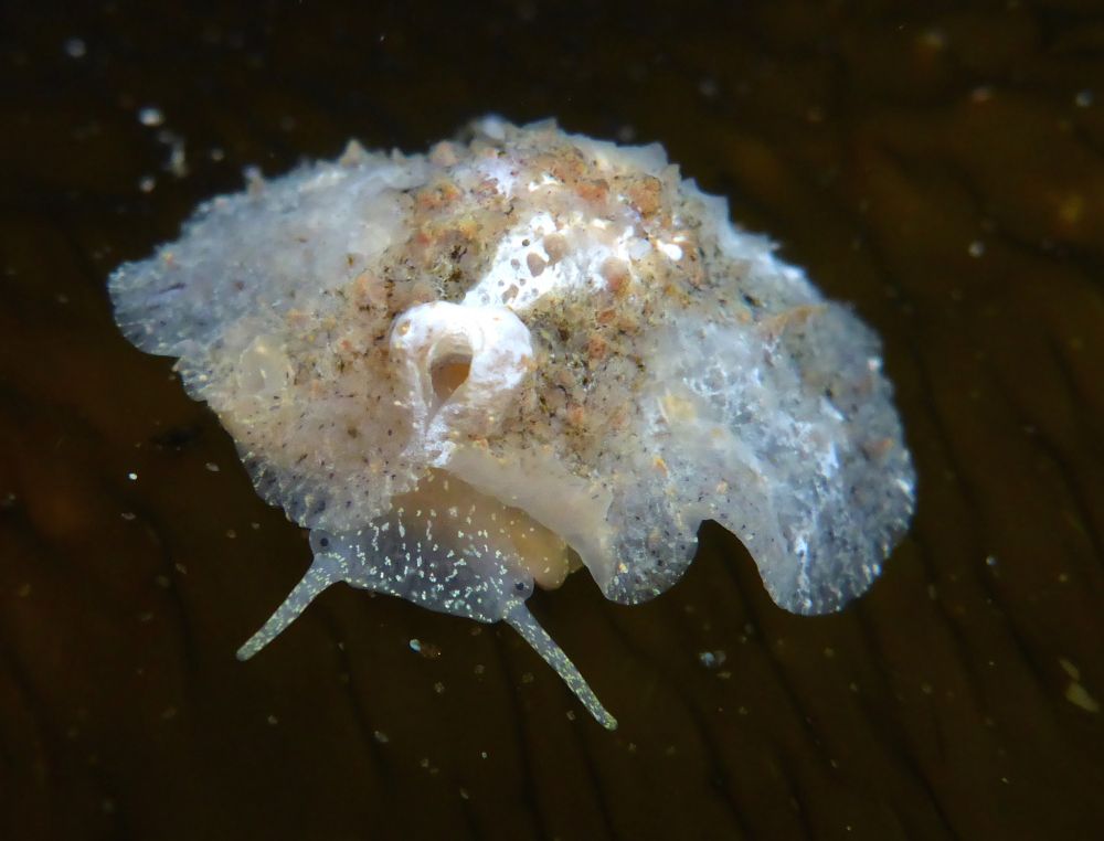A Velutinid snail (Family Velutinidae) with its mottled white mantle covering its thin inner shell, and a cute face mostly translucent face with yellow spots on it.