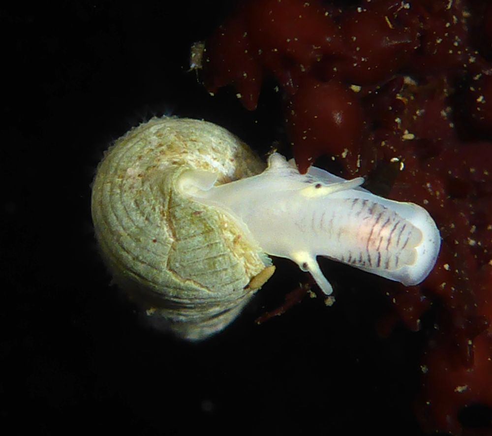 Threaded Bittium (Neostylidium eschrichtii) snail with a yellowish shell and a cute mostly long white face with darker stripes.
