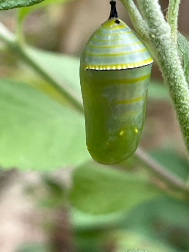 Monarch chrysalis 