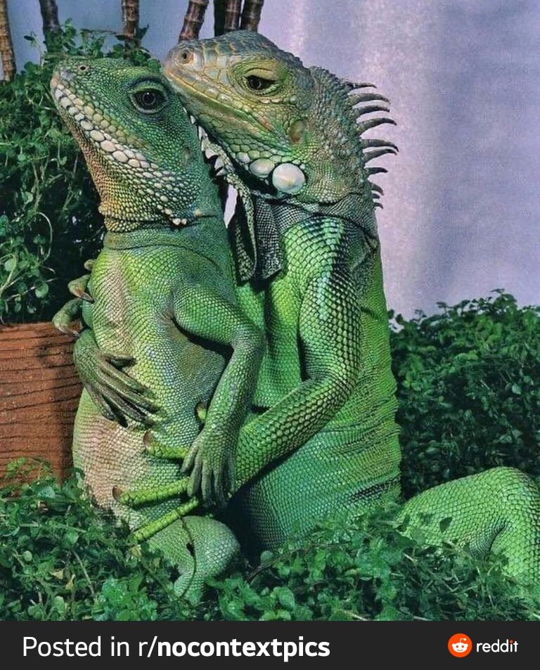 Um lagarto abraçando o outro por trás, uma mão na cintura e a outra segurando a barriga