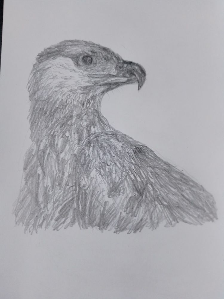 Pencil sketch of side-profile of a juvenile African fish eagle. 