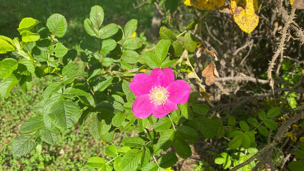 나무 해당화 한송이 피어 있다.