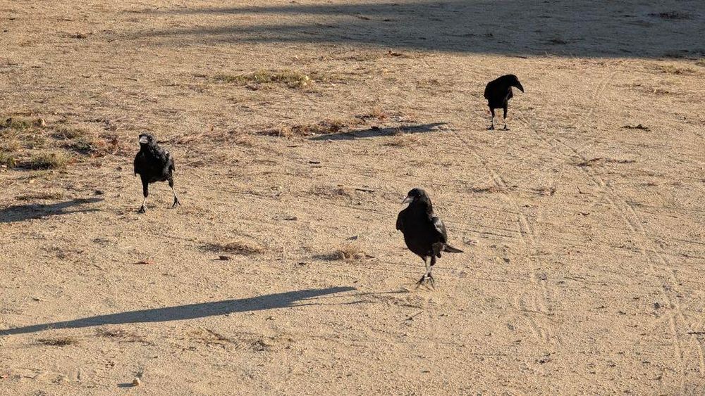 Three crows (mom, dad and juvenile) looking at me and waiting for peanuts.