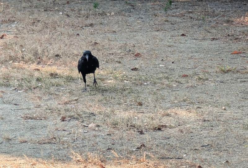 Ms. Crow, walking towards me to get some peanuts.