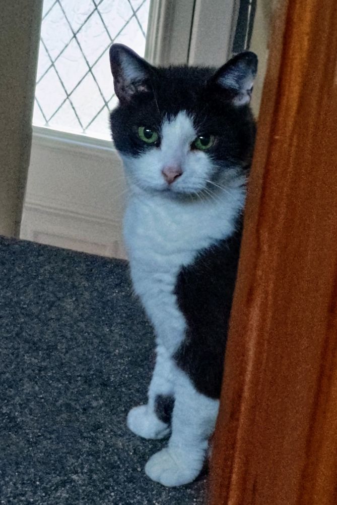 A grey and white tuxedo cat, with very green eyes and a pink nose, half hidden behind a door.