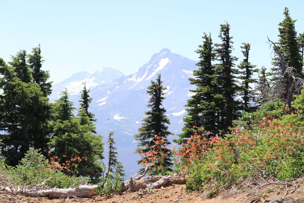 A photo of red wildflowers in the foreground, in the background are the Three Sisters mountains of Central Oregon. 