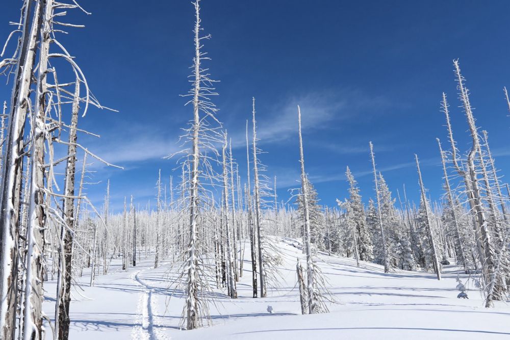 A landscape photo of a very snowy hillside with ski tracks and trees. 