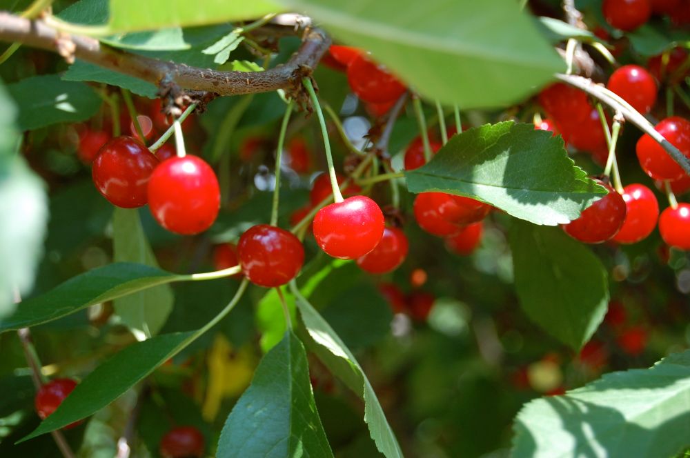 bright red cherries on branches of green leaves