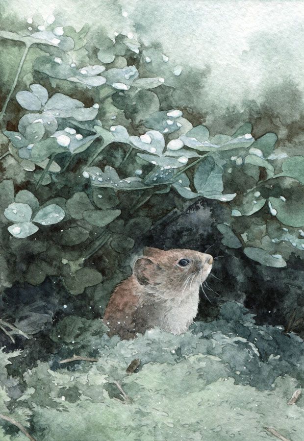 watercolor painting, a cute vole sitting in moss under clover leaves, hiding from the rain.
