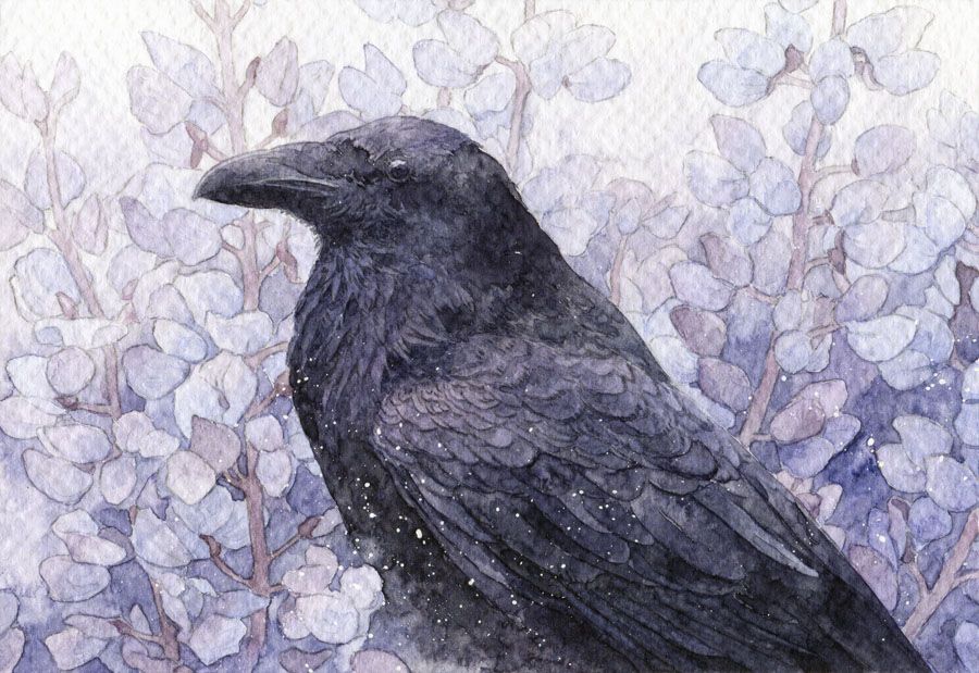 watercolor painting of a raven in the middle of lupins. Its feathers have a purple sheen, like the color of the flowers.