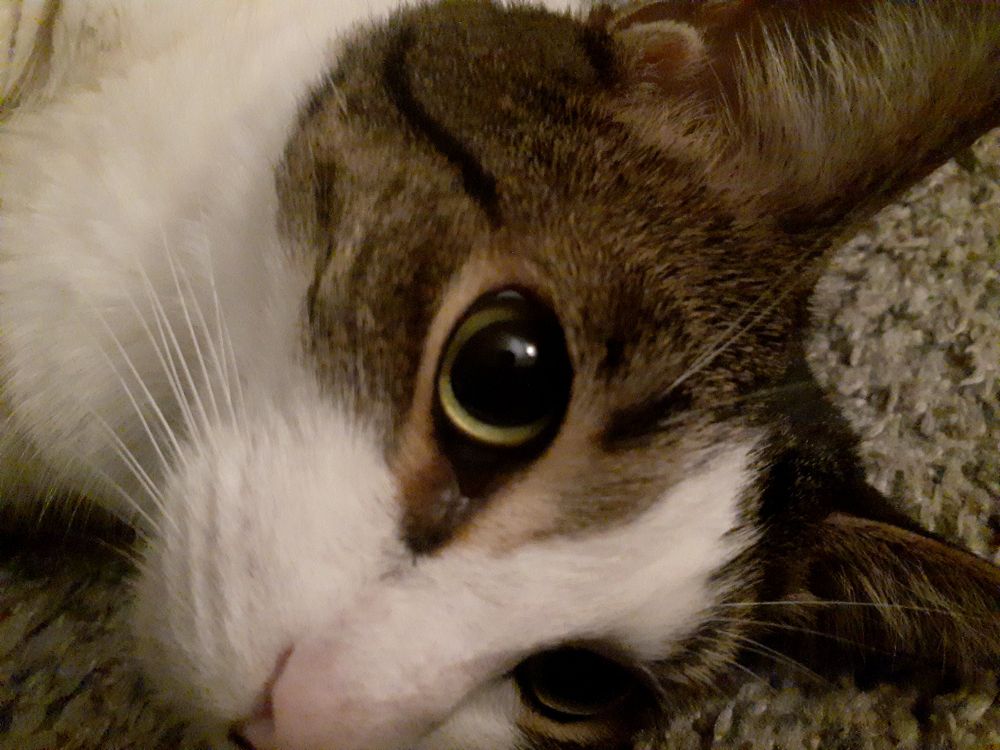 A close up of the same cat in the first picture.