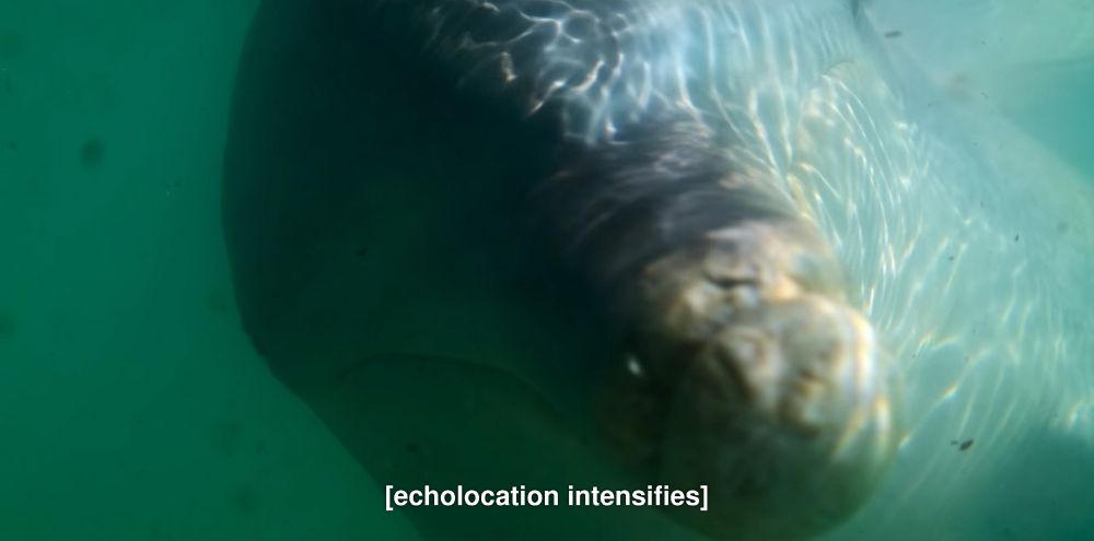 a dolphin looking directly at the camera with the subtitle "echolocation intensifies"