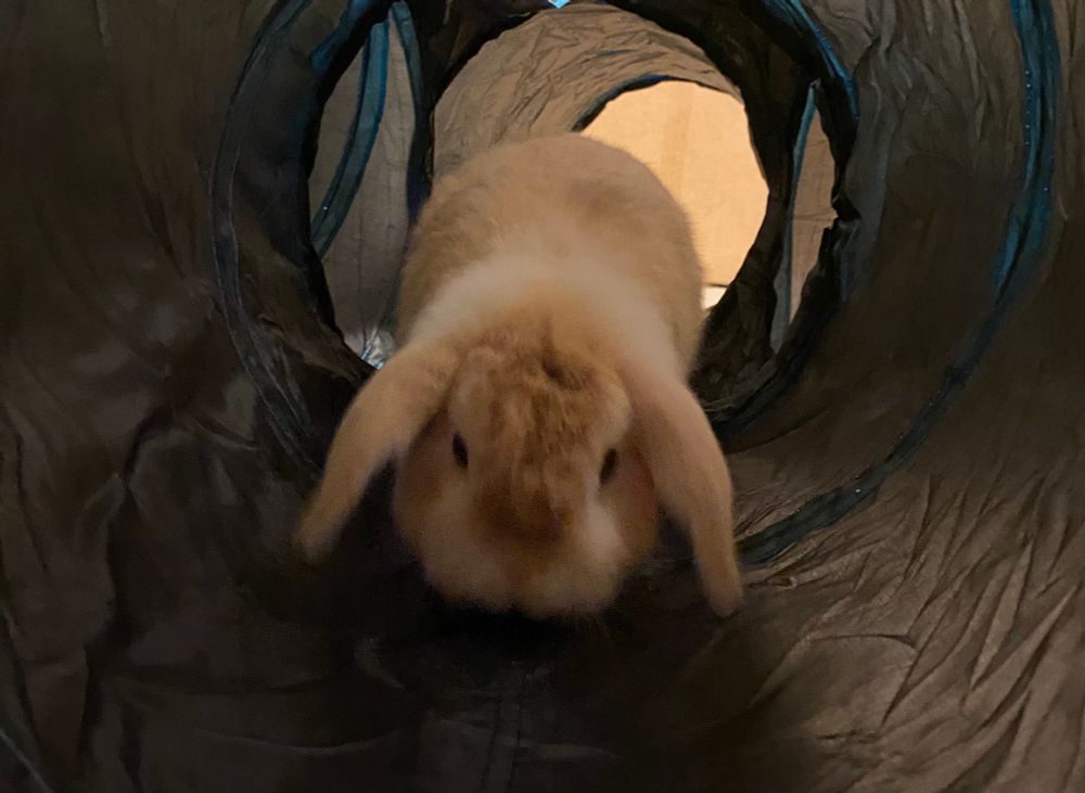 bunny running towards camera in play tunnel 
