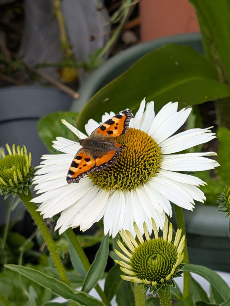 Photo of a small tortoiseshell butterfly on a large white echinacea flower 