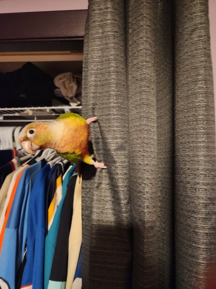 A very innocent looking conure (small parrot) clinging sideways to a gray curtain and trying to look cute when everyone in the house knows she is actually a massive brat. 