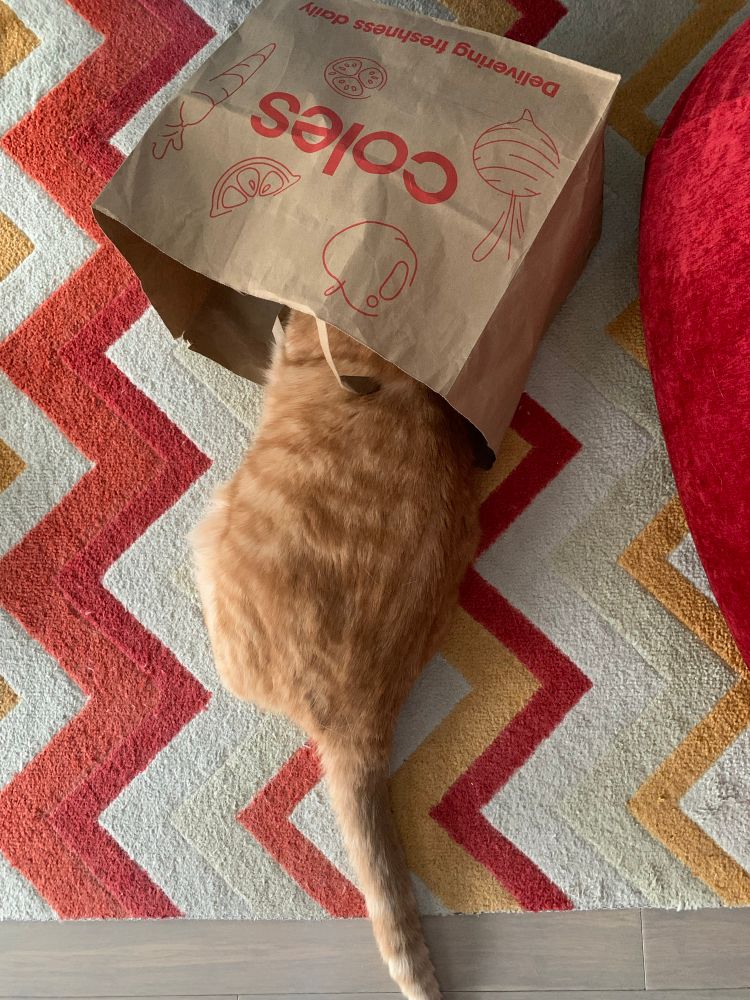 Handsome ginger cat Milo lying on a red/orange/cream zigzag patterned rug with the front part of his body inside a supermarket paper bag