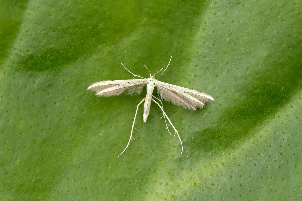 Adaina microdacytla, 2nd garden and VC85 record, the other was in 2018