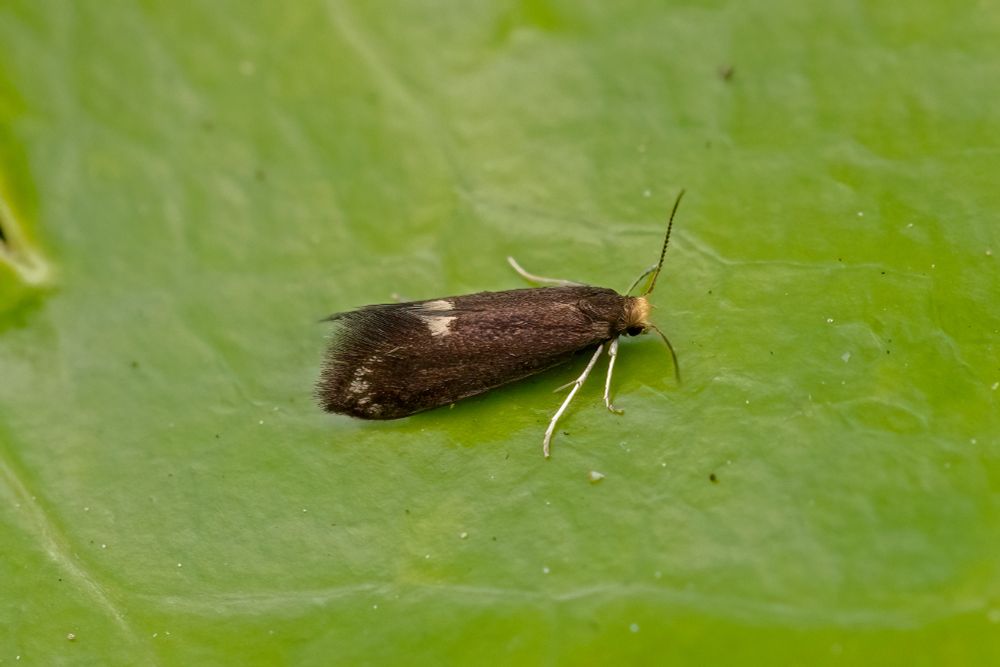 Psychoides filicivora, the first in the garden since 2021