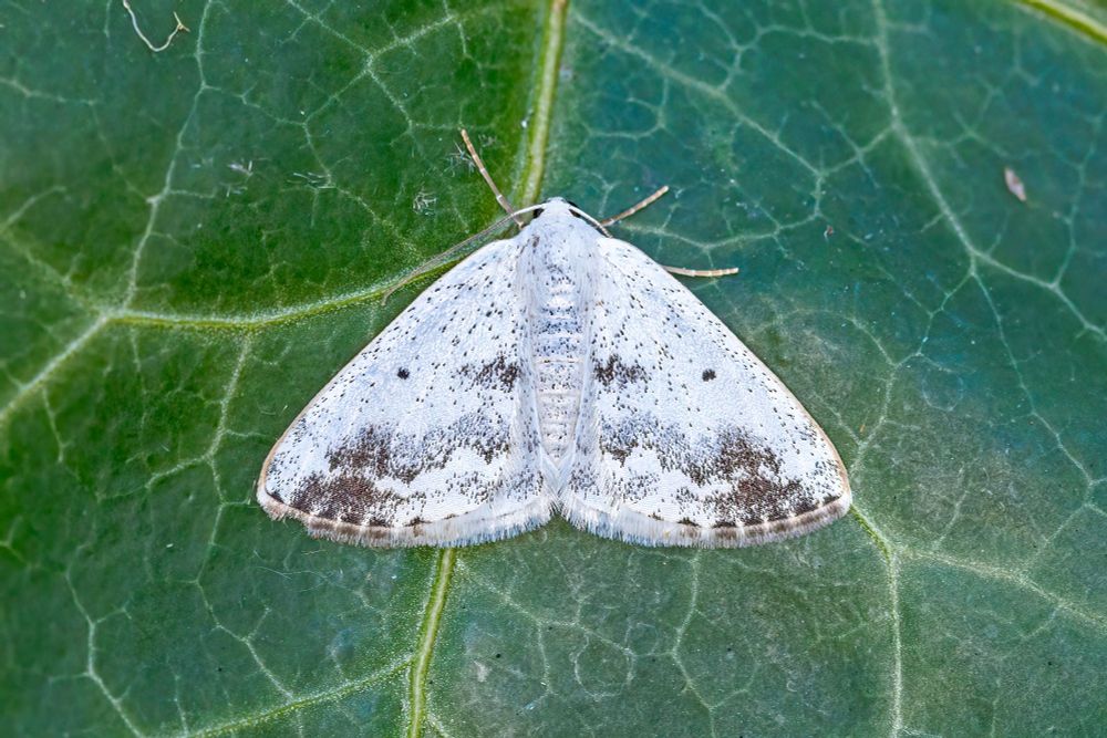 Clouded Silver NFY, earliest ever here