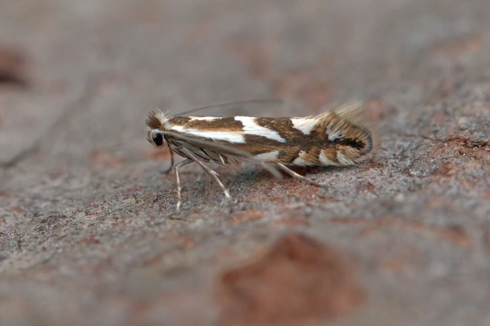 Phyllonorycter blancardella (to NIG lure)