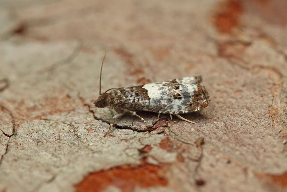 Notocelia trimaculana, one of five, usually only record occasional singletons here