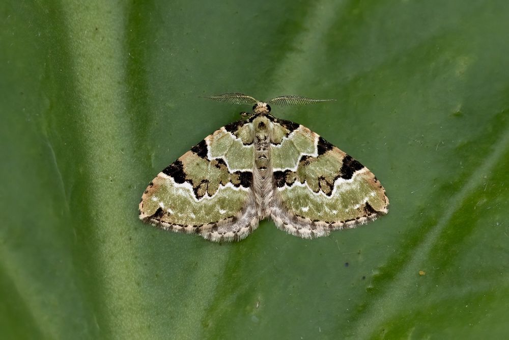 Green Carpet, earliest here by three weeks, typically doesn't appear till June in Scotland