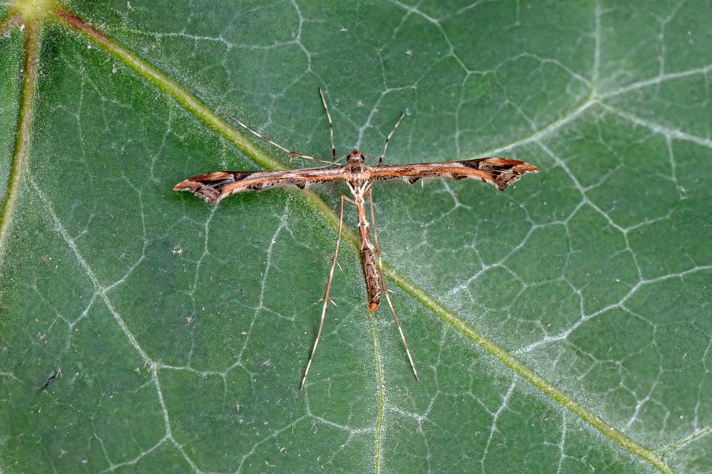 Amblyptilia acanthadactyla NFY